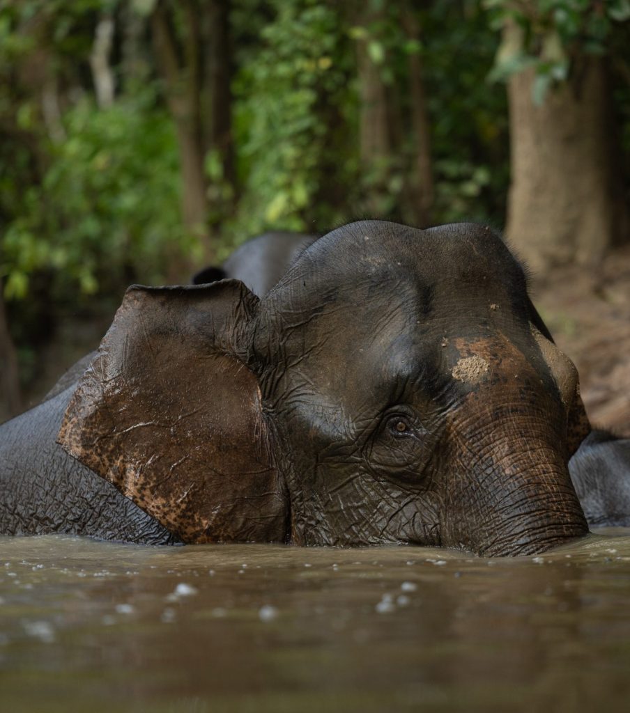 elephant in mud