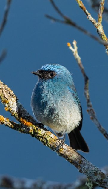 041A4711 (indigo flycatcher - eumyias indigo)