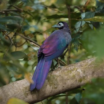bornean-ground-cuckoo-01