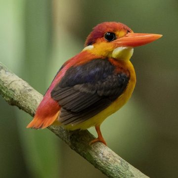 rufous-backed kingfisher - ceyx erithaca