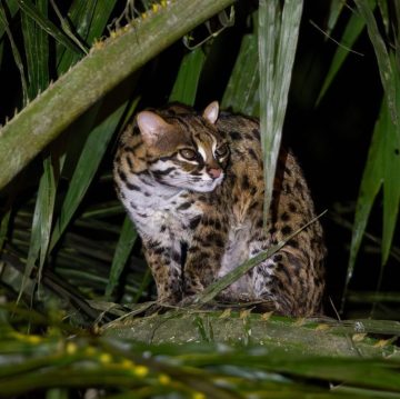 sunda leopard cat - prionailurus javanensis