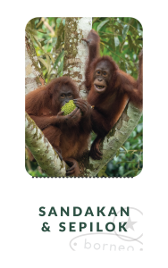 photo of orangutan as a ticket stub